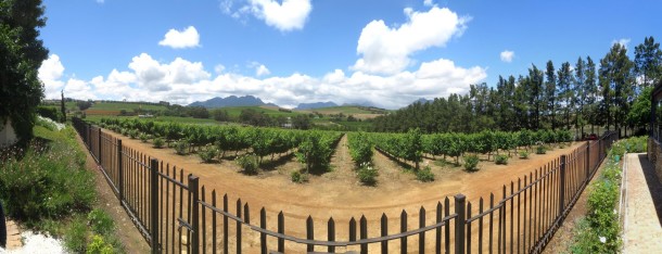 Franschhoek (Cape of Good Hope and Franschhoek)